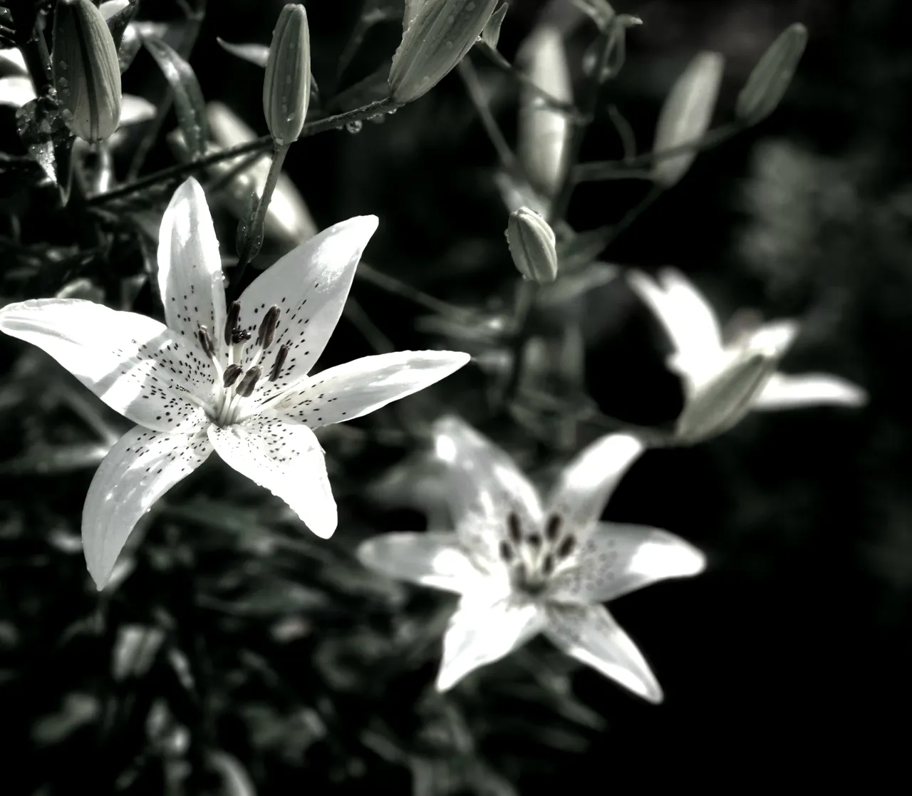 Shadows