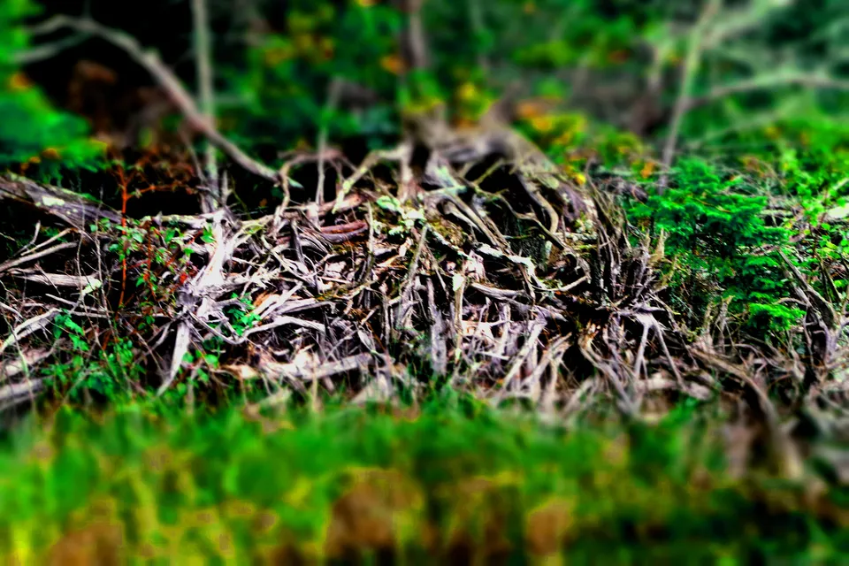 Roots