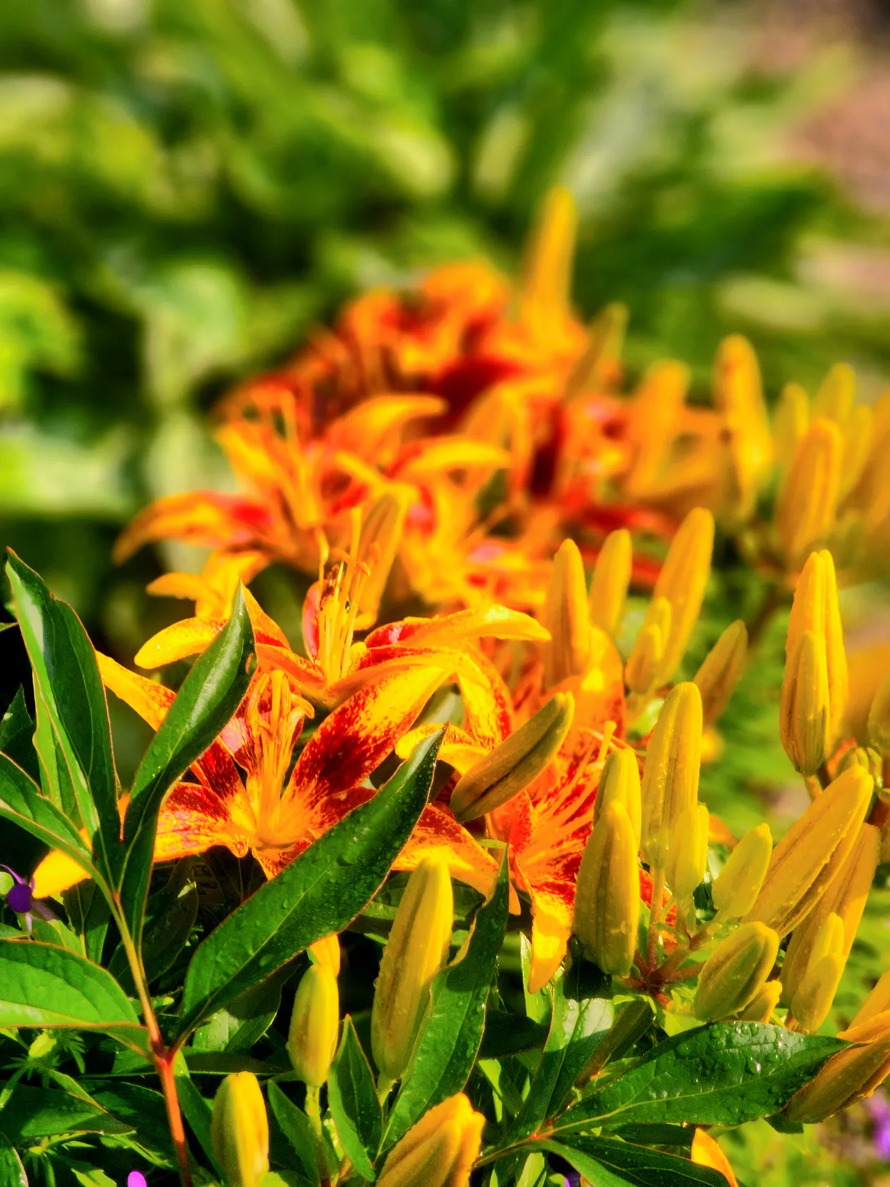 Tangerine