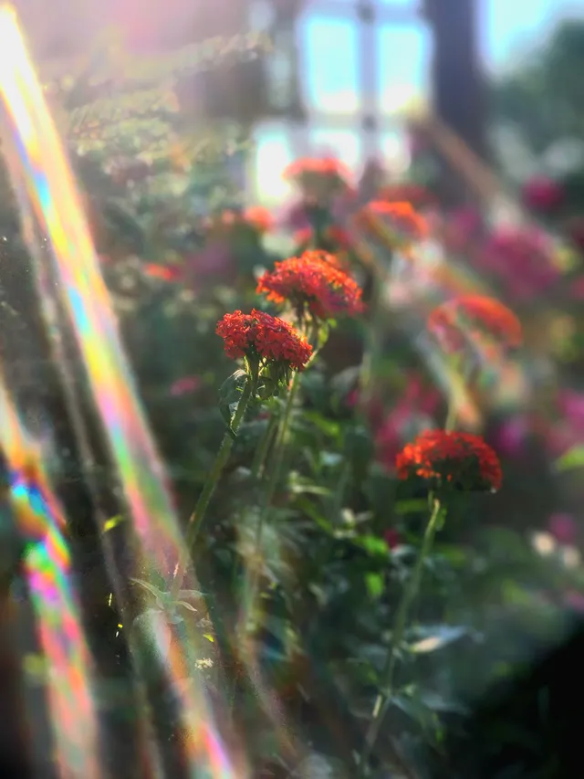 Shine